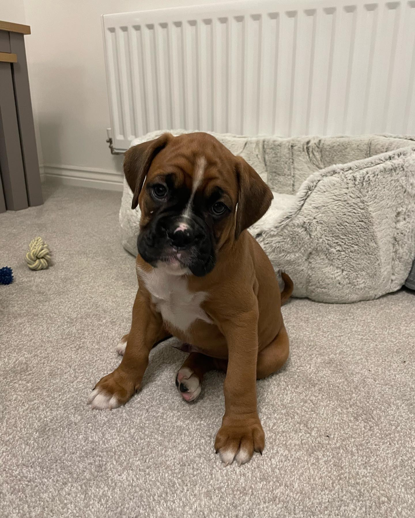 Bailey Boxer puppy for sale