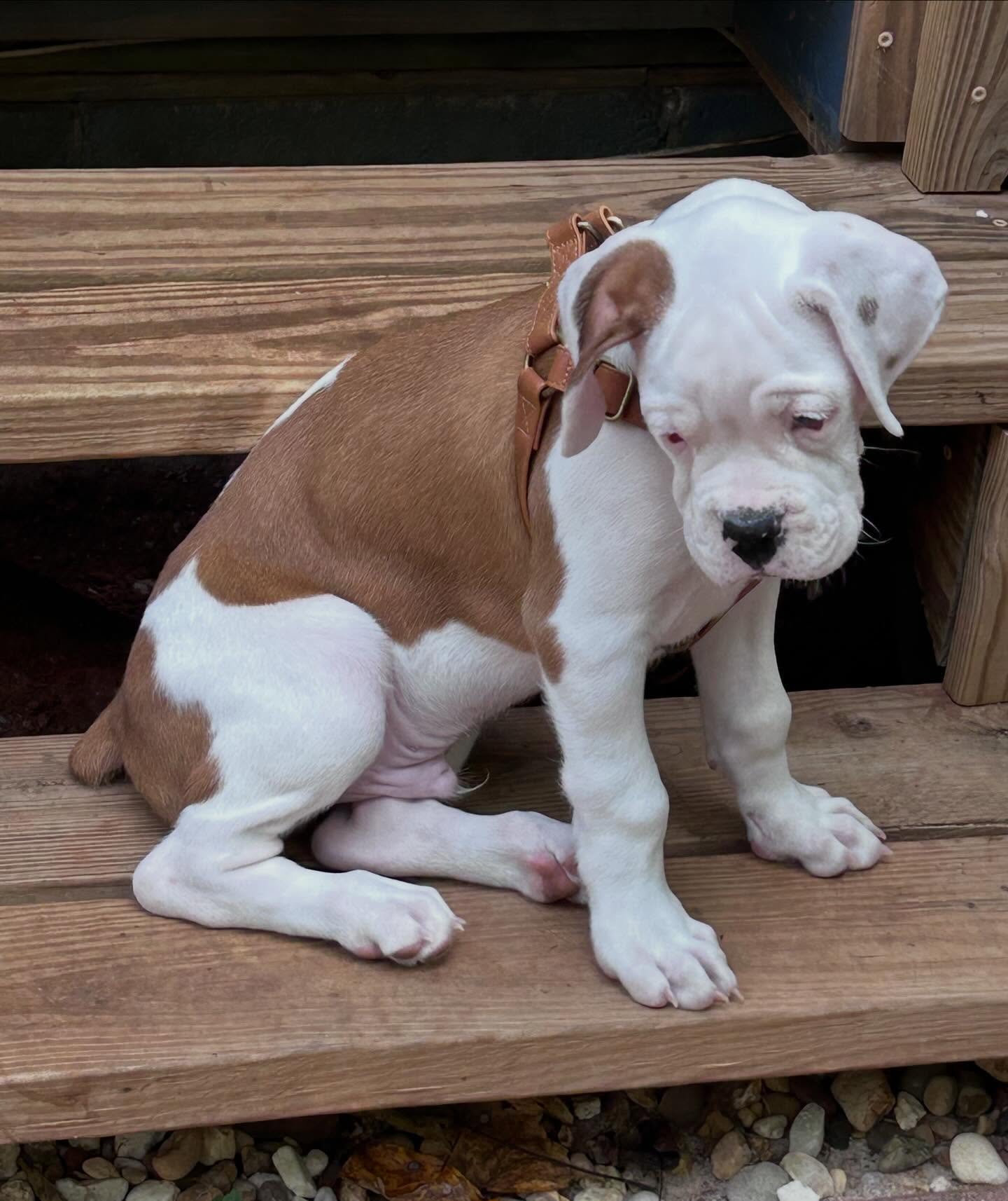 Hank Boxer puppy available