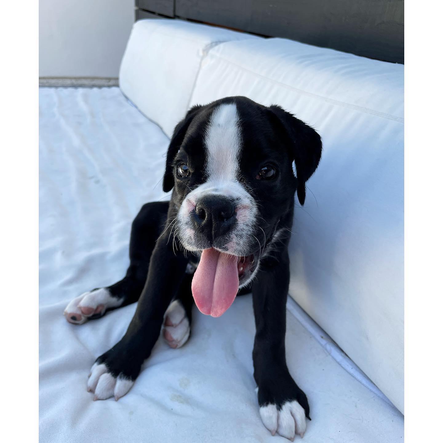 Harley female Boxer puppy for sale