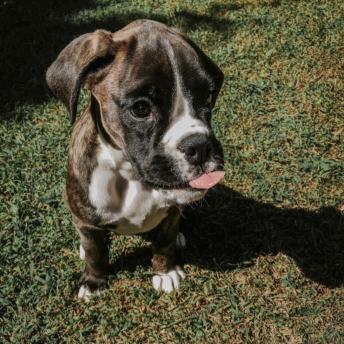 Bailey Boxer puppy for sale