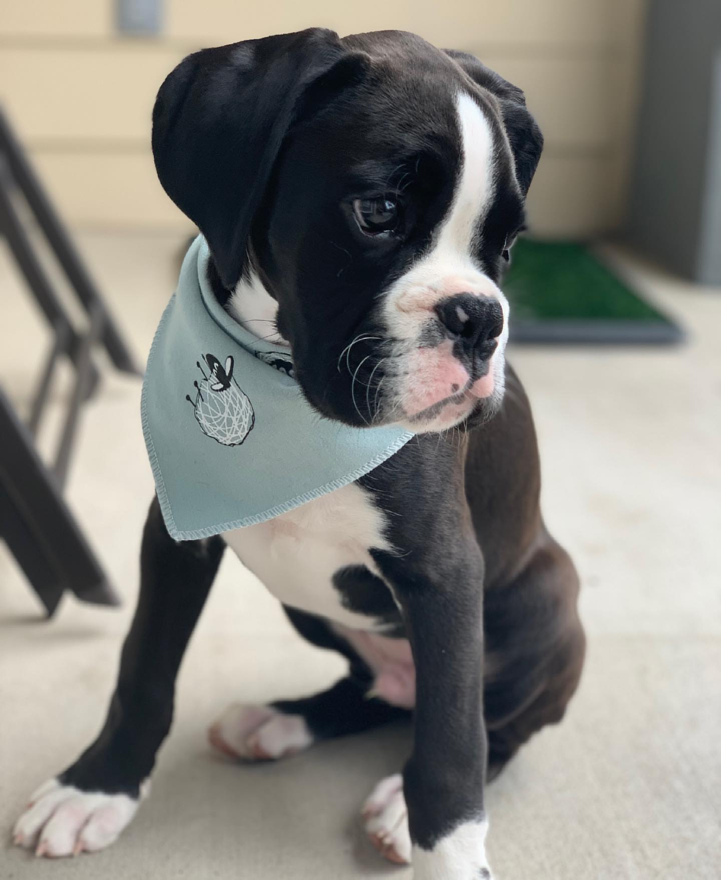Bruno male fawn Boxer puppy for sale